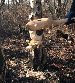 Stone axe for clearing land